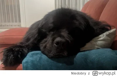 Niedobry - @jutronaobiadznowuryz: Czarny, z brazem pod slonce, nowofundland, juz tros...