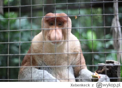 Xebenkeck - Śmiało pioter, zignoruj zakaz karmienia zwierząt i daj łojcu sprawiedliem...
