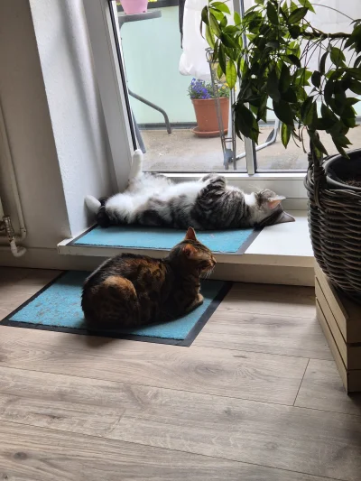 Lujdziarski - Kacperek to je przyjaciel, ciepło się zrobiło i Bero koła grzeje. #poka...