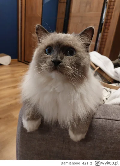 Damianooo_421 - Leonardo wieczorową porą (ʘ‿ʘ)

#koty #pokazkota #ragdoll