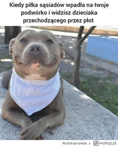 Notakaprawda - #psy #heheszki