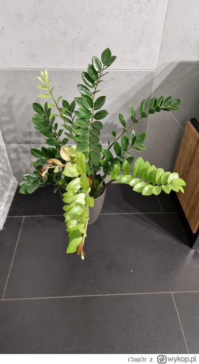 r3ap3r - Kto mi powie co tu się odpiernicza i co zrobić? Podlewałem kwiatki wodą z kr...