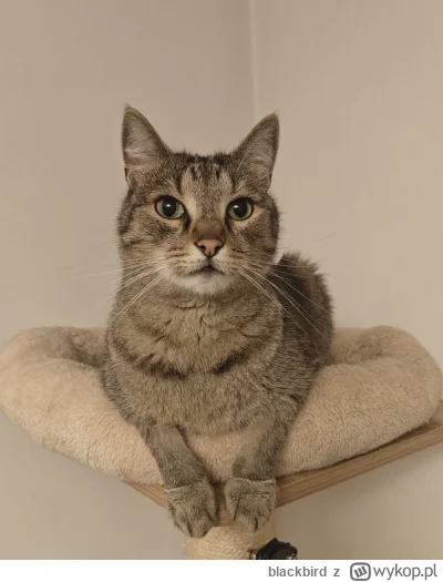 blackbird - Tak, to jest ten moment, kiedy można stwierdzić że #akin w obydwu przedni...