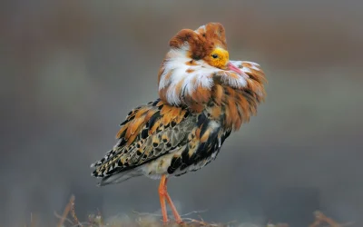 Loskamilos1 - Calidris pugnax(batalion), ptak z rodziny bekasowatych spotykany w półn...