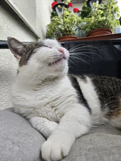 Solsith - @JaTuNowy: w posiadaniu kitku najważniejsze jest zdrowe kitku, wet to jest ...