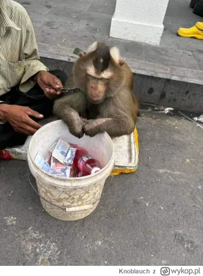 Knoblauch - #raportzpanstwasrodka 
Alegoria
Lucjan-uniwersum