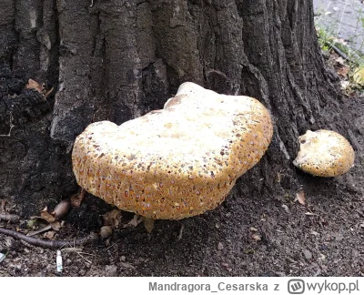 Mandragora_Cesarska - Darmowa miodowa przekąska na drzewie w centrum #wroclaw. 
#jedz...