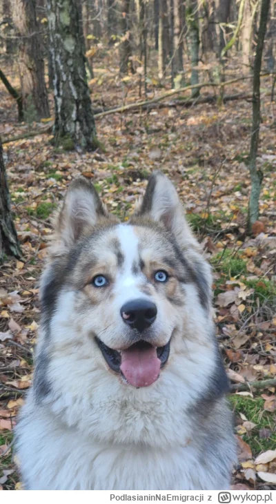 PodlasianinNaEmigracji - @kukuszka