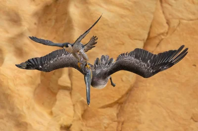 Lifelike - Sokół wędrowny (Falco peregrinus) vs pelikan brunatny (Pelecanus occidenta...