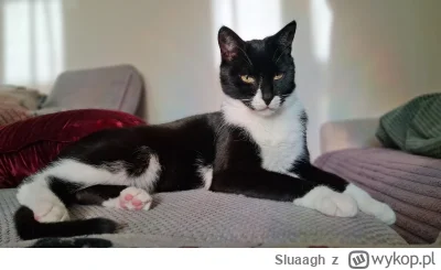 Sluaagh - Możecie nie wierzyć,  ale taki model szuka domku i jest totalnie do adopcji...