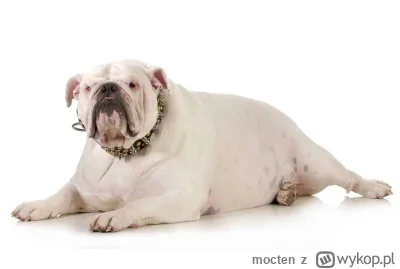 mocten - >widziałeś psa który osiąga wagę 120kg?

@Sisal: