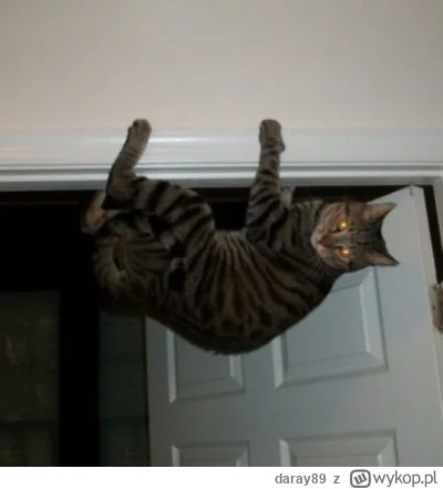 daray89 - #codziennykotopetany #dziwnekotki