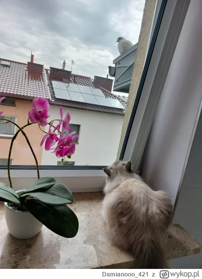 Damianooo_421 - Może i leniwy, ale jednak drapieżnik (ʘ‿ʘ)

SPOILER