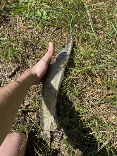 zar0x - Czasami warto mieć stalkę w okoniowej torbie ( ͡° ͜ʖ ͡°) #wedkarstwo