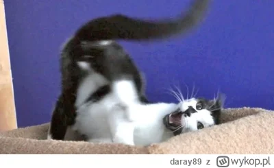 daray89 - #codziennykotopetany #dziwnekotki
