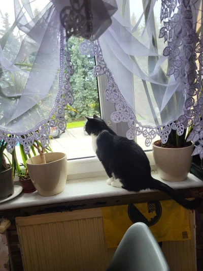 Lujdziarski - #pokazkota #dziarskikacperek Główny kot mojej siostry, z kotka wychodzą...