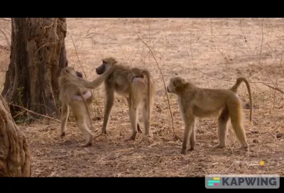 cheeseandonion - Male Baboons comforting their friend after his baby brother's death....