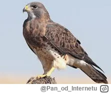 PanodInternetu - @5lutW4arrior616: