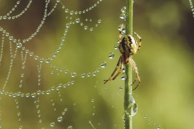 LoopyMajestic - #fotografia #natura #nikon #tworczoscwlasna

Jak robie fotke ptaszka ...