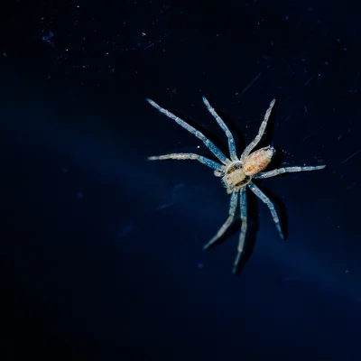 LoopyMajestic - #fotografia #nikon #macro #chwalesie #tworczoscwlasna #robale

Huop s...