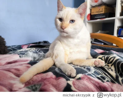 michal-skrzypik - Symulacja znowu szwankuje 
#kitku #koty #heheszki