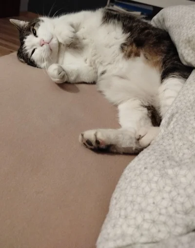 MidnightCowboy - @amozetoostatniraz: przyjemny do łóżka ogółem