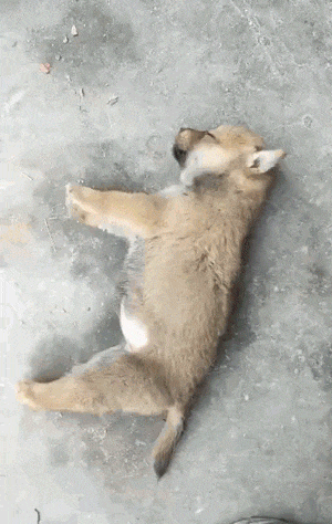 wfyokyga - Kolejny piesiu co przegrał ze spiulkolotem