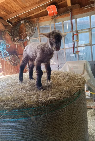 jutronaobiadznowuryz