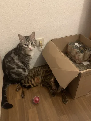 Lujdziarski - #pokazkota #dziarskikacperek uzupełnisz pileczke czy nie