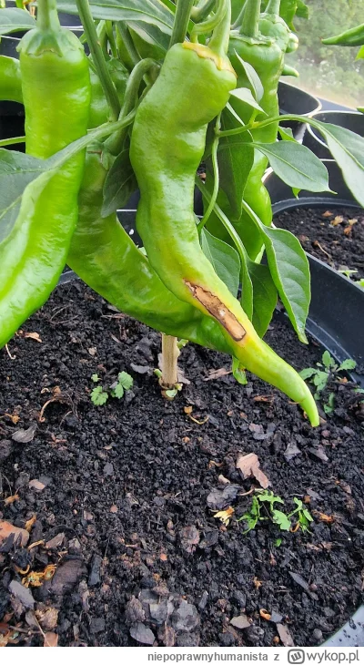 niepoprawnyhumanista - @niepoprawnyhumanista: tu jeszcze dwie inne