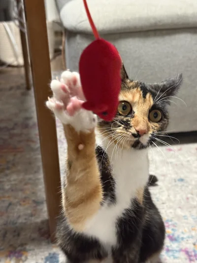 TheTostu - Kotek również zadowolony z paczki