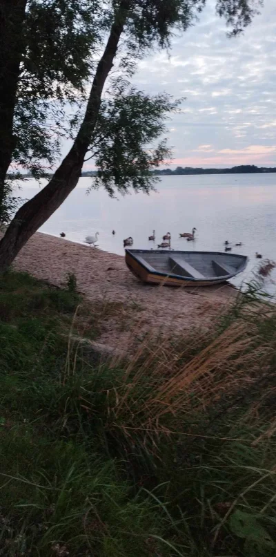 Minieri - @Serzka dzisiaj zrobiłem takie, te same łabędzie jakby co