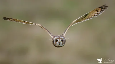 Lifelike - Uszatka błotna (Asio flammeus)
Autor
#photoexplorer #fotografia #ornitolog...