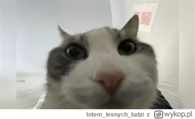 totemlesnychludzi - > >ktoś poleca przeglądarke
 >zajrzyj do środka
 >chromium
@Teuvo...