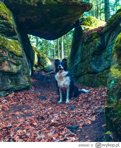 emesi - Psiur dzisiaj pozwiedzał
#psy #pokazpsa #bordercollie #mojezdjecie