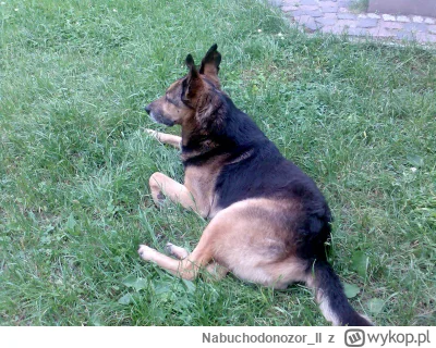 Nabuchodonozor_II - Znalazłem chyba jedyne zdjęcie mojego psa Maxa, z którym się prak...