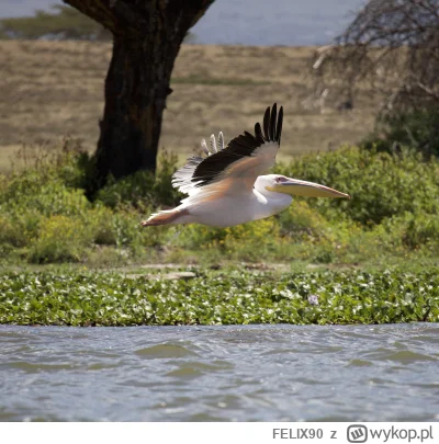 FELIX90 - Krótkie i szybkie pytanie. 

Czy osoba, która ma więcej sprzętu niż talentu...