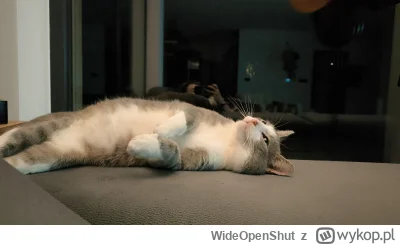 WideOpenShut - Dziś mija rok odkąd przygarnęłam tę małą kupkę nieszczęścia (づ•﹏•)づ zd...