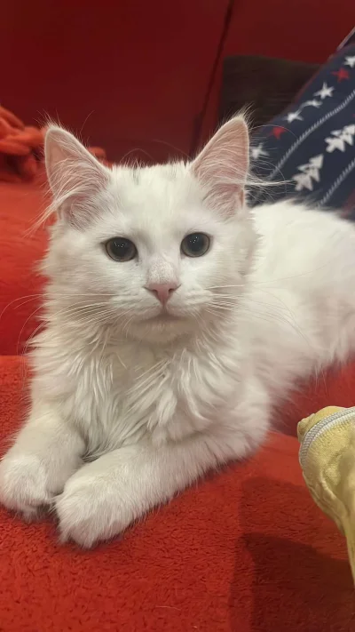 bezpardonowyskunks - @bezpardonowyskunks 

Już grzeczna