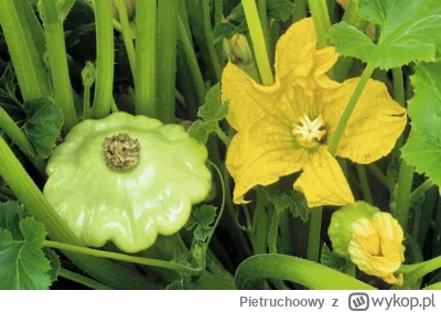 Pietruchoowy - Jest takie warzywo które łączy nas
SPOILER