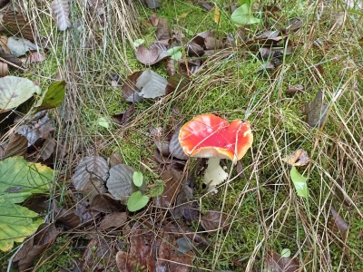 Baczny_Obserwator - #przegryw #spierdotrip
Grzybki też som