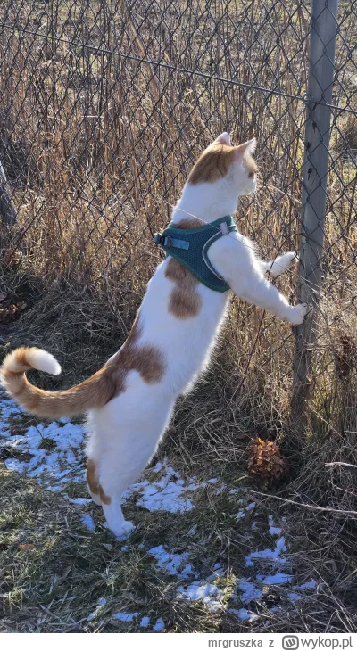 mrgruszka - Pzdr ( ͡° ʖ̯ ͡°)