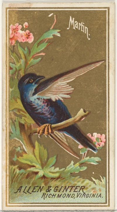 Loskamilos1 - Ptaszek zwany jaskółczakiem modrym, kolejna sztuka z Ameryki Północnej....