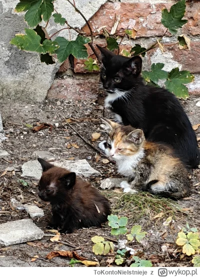 ToKontoNieIstnieje - #przegryw Kołchozowe kitki. Przychodzą na dokarmianie już bez wi...