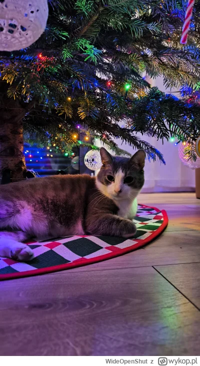 WideOpenShut - Mieczysław ma nowe ulubione miejsce (｡◕‿‿◕｡)

#kot #kitku #pokazkota