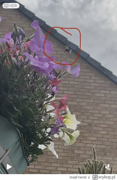 majFriend - Czy tylko trzmiel tojadowy z rodziny trzmieli ma taką długą „trąbę” do po...