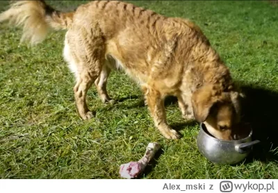 Alex_mski - Panie kiki, wiemy, że to czytasz. Skąd żeś wagi tych psów wymyślił? Przec...