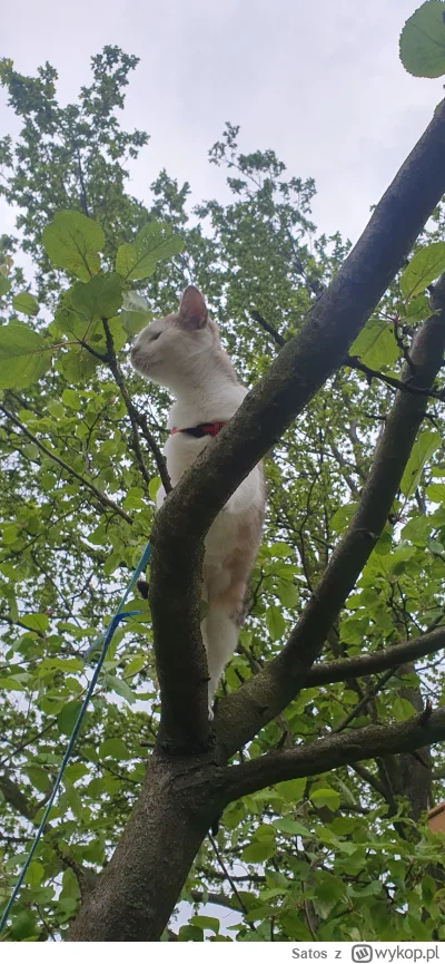 Satos - Szanowni Państwo młode pokolenie, te same instynkty
#pokazkota #kotdrzewny