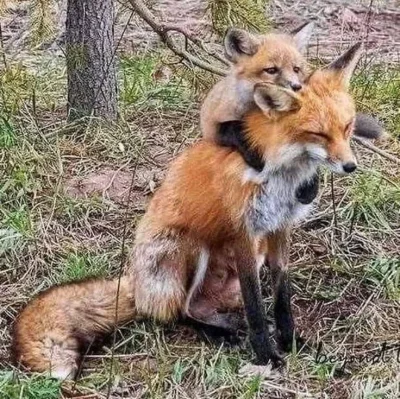 Strigon - #smiesznypiesek