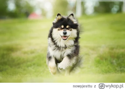 nowyjesttu - Suomen(fiński)lapin(lapoński)koira(pies)- wspaniały, miły i cudowny "ska...